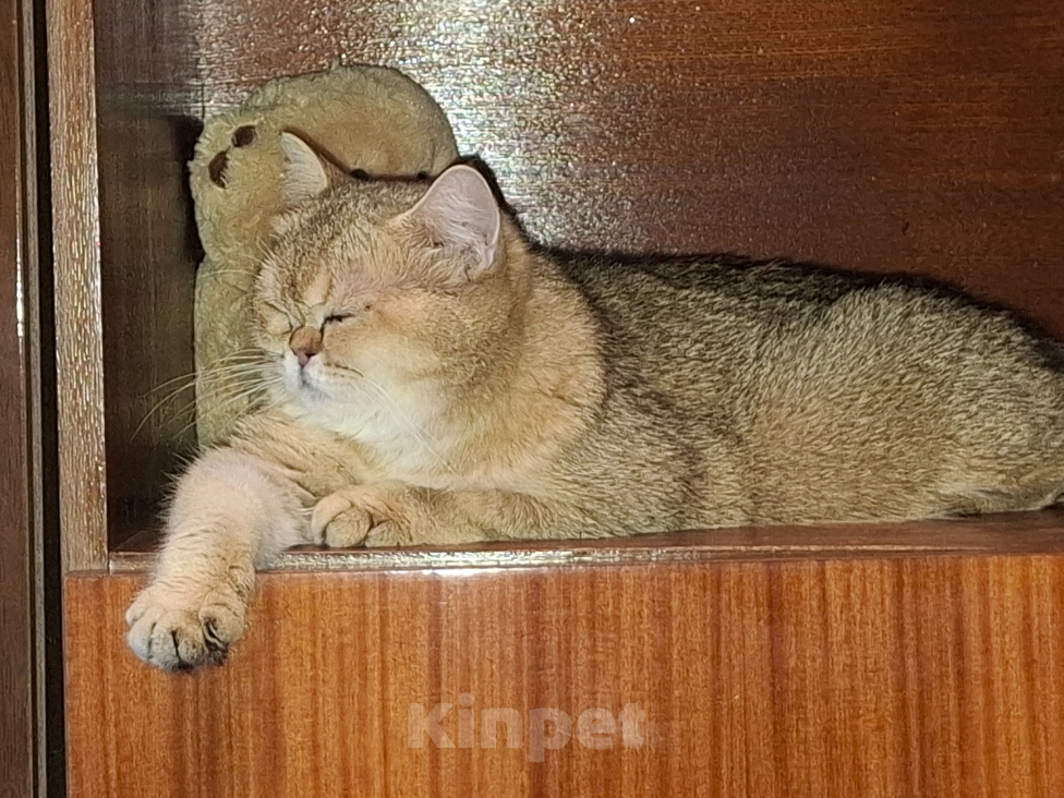 Кошки в других городах Московской области: Продажа котят Мальчик, 20 000 руб. - фото 2