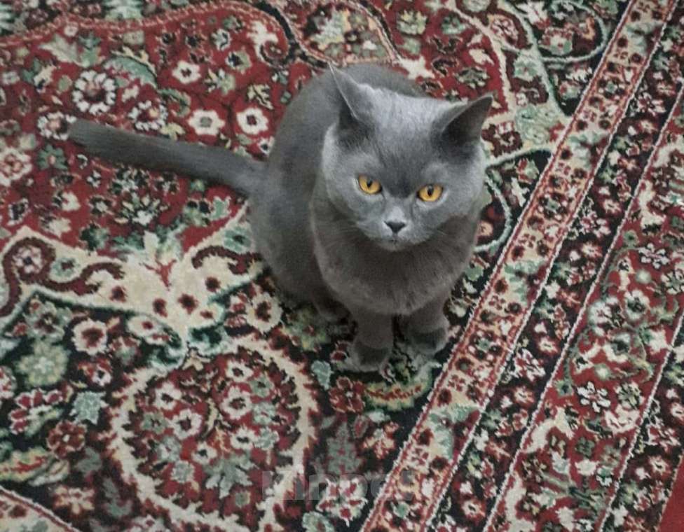 Кошки в Черемхово: Кот ищет хозяина Мальчик, Бесплатно - фото 2