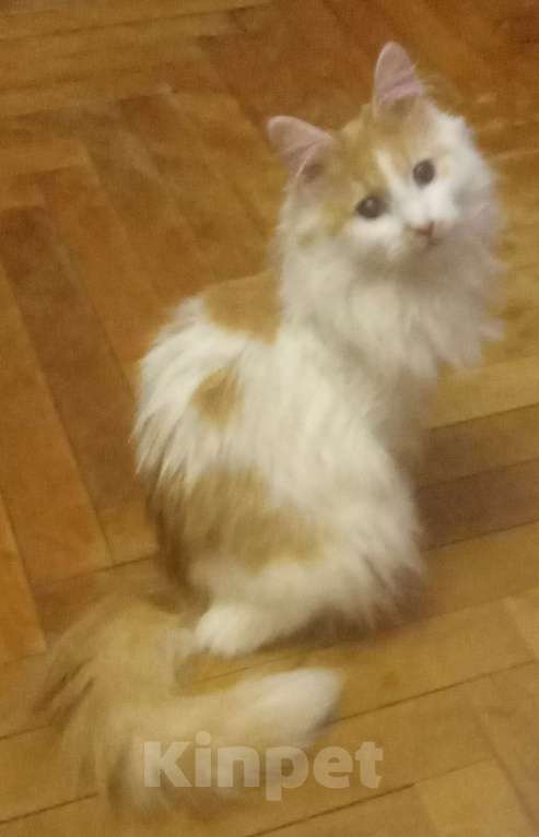 Кошки в Москве: Бело-рыжая сибирская кошечка Девочка, Бесплатно - фото 5