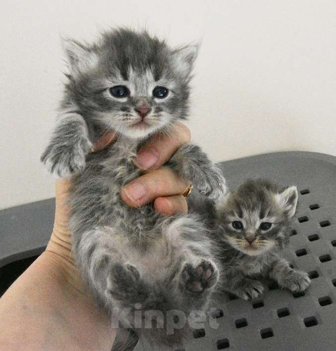 Кошки в Москве: Сибирские голубые кошечки Девочка, Бесплатно - фото 1