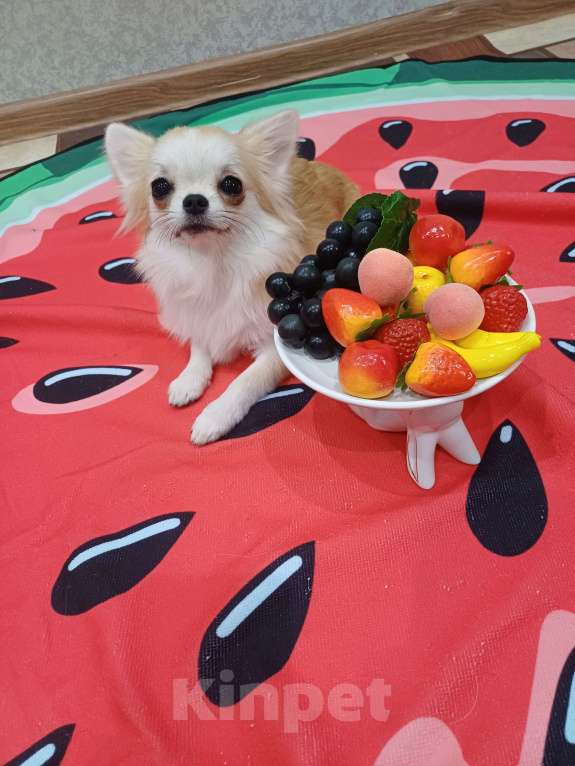 Собаки в Нижнем Новгороде: Красавец мини малыш Мальчик, 35 000 руб. - фото 2