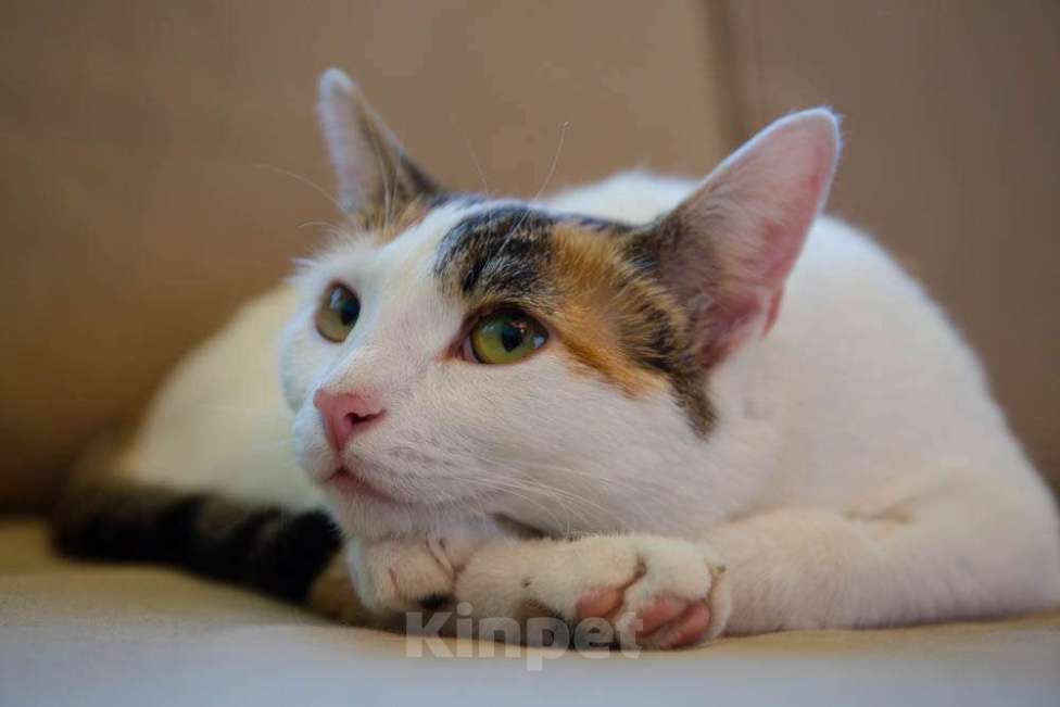 Кошки в Москве: Трехцветная кото-мартышка Маришка в добрые руки Девочка, Бесплатно - фото 5