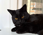 Кошки в Москве: Плюшевая черная кошечка Лилит в добрые руки Девочка, Бесплатно - фото 2