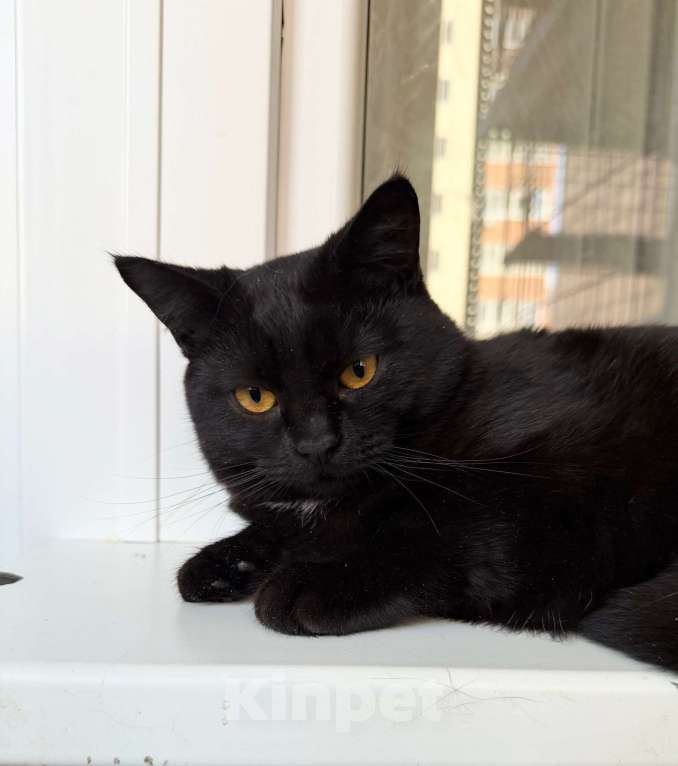 Кошки в Москве: Плюшевая черная кошечка Лилит в добрые руки Девочка, Бесплатно - фото 2