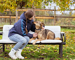 Собаки в Москве: Собака из приюта ищет дом и семью Мальчик, Бесплатно - фото 9