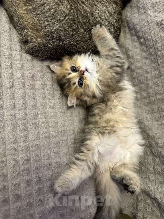 Кошки в Москве: Девочка прямоухая  Девочка, 25 000 руб. - фото 4