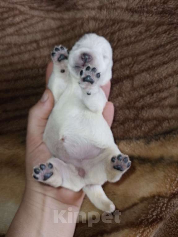 Собаки в Перми: Очаровательные малыши вестики Девочка, 65 000 руб. - фото 6