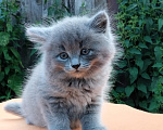 Кошки в Пензе: Британские котята Девочка, 3 500 руб. - фото 2