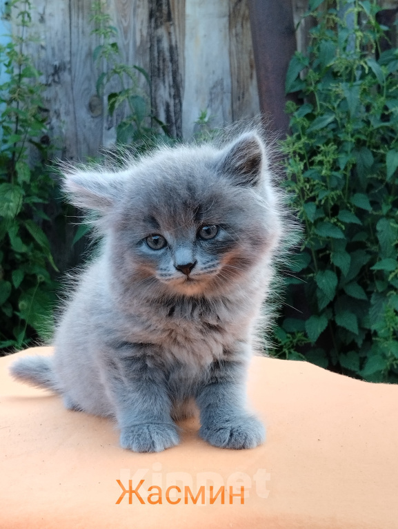 Кошки в Пензе: Британские котята Девочка, 3 500 руб. - фото 2
