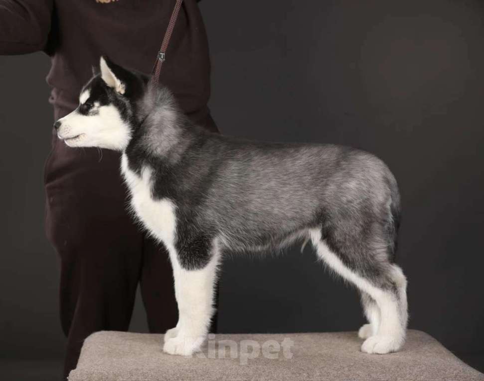 Собаки в Смоленске: Щенок Сибирской хаски Мальчик, 50 000 руб. - фото 2