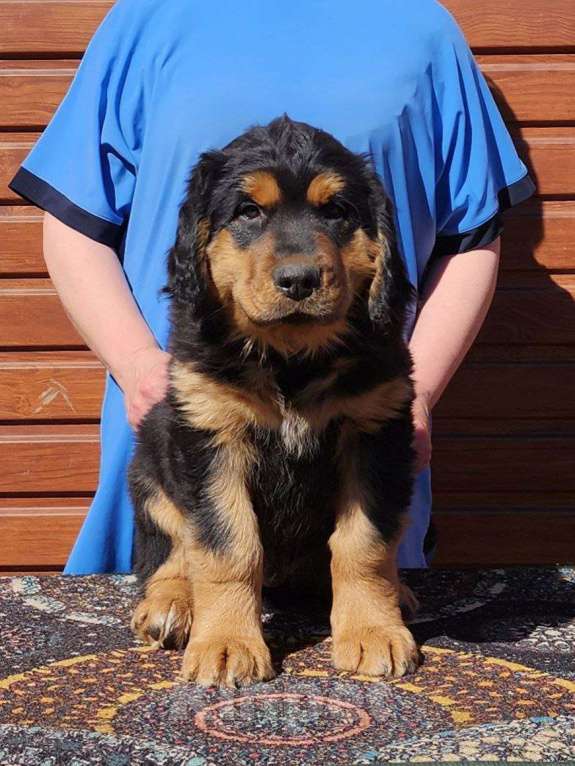 Собаки в Иркутске: Мальчик 53 Мальчик, 60 000 руб. - фото 2