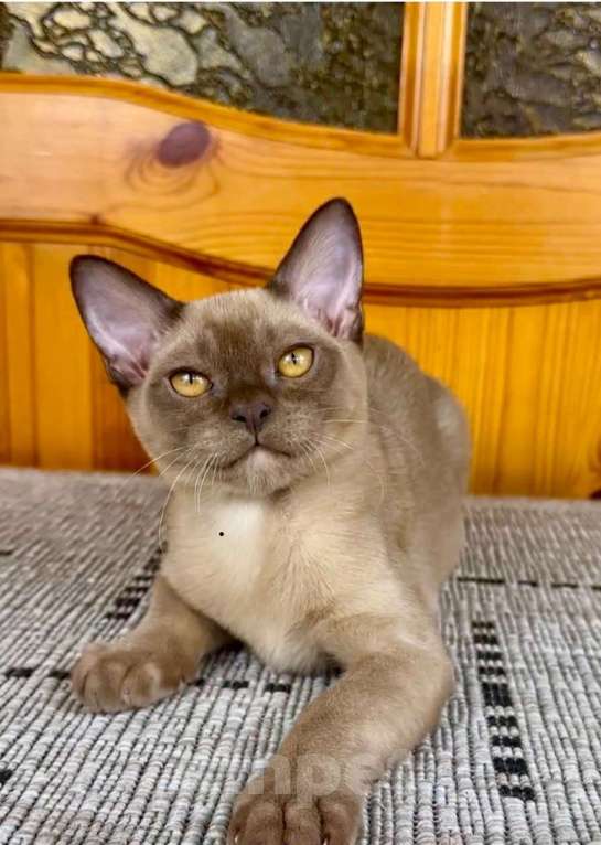 Кошки в других городах Московской области: Котята Европейской бурмы Девочка, 75 000 руб. - фото 4