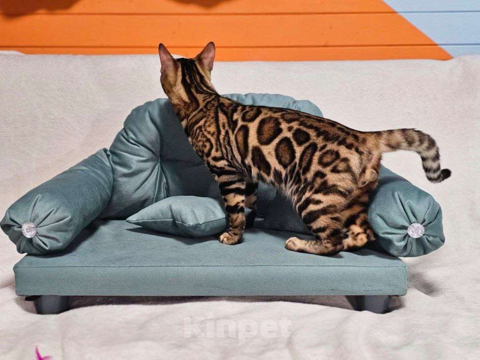 Кошки в Москве: Бенгальский котёнок Леон Мальчик, 25 000 руб. - фото 5