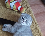 Кошки в Омске: Шотландская короткошерстная(котенок) Разнополые, Бесплатно - фото 2