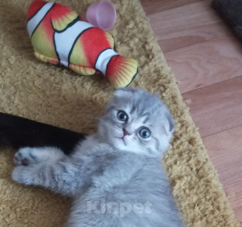 Кошки в Омске: Шотландская короткошерстная(котенок) Разнополые, Бесплатно - фото 2