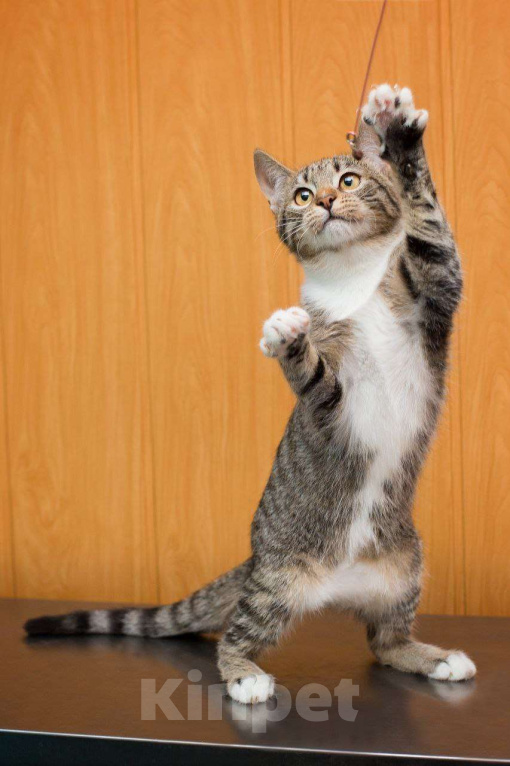 Кошки в Москве: Маленькая девочка Любава Девочка, Бесплатно - фото 5