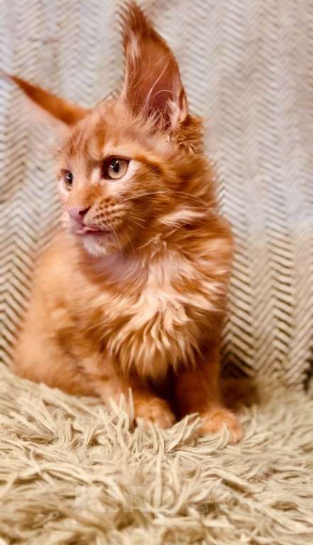 Кошки в Москве: Рыжий котенок Мальчик, 45 000 руб. - фото 5