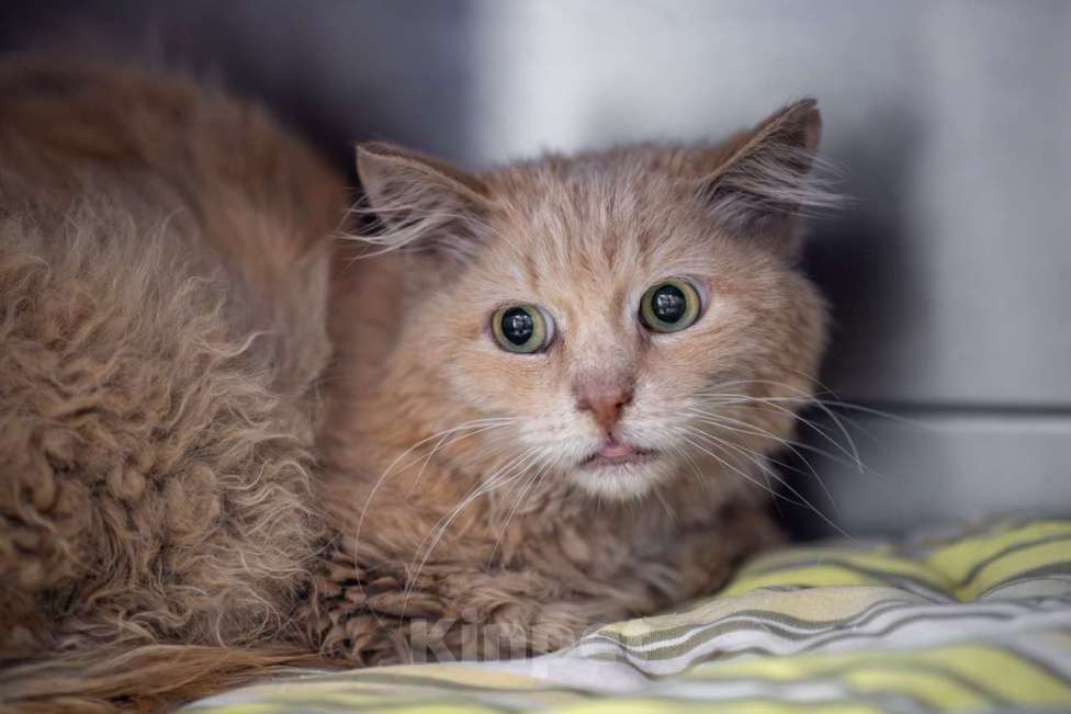 Кошки в Москве: Антон Мальчик, Бесплатно - фото 2