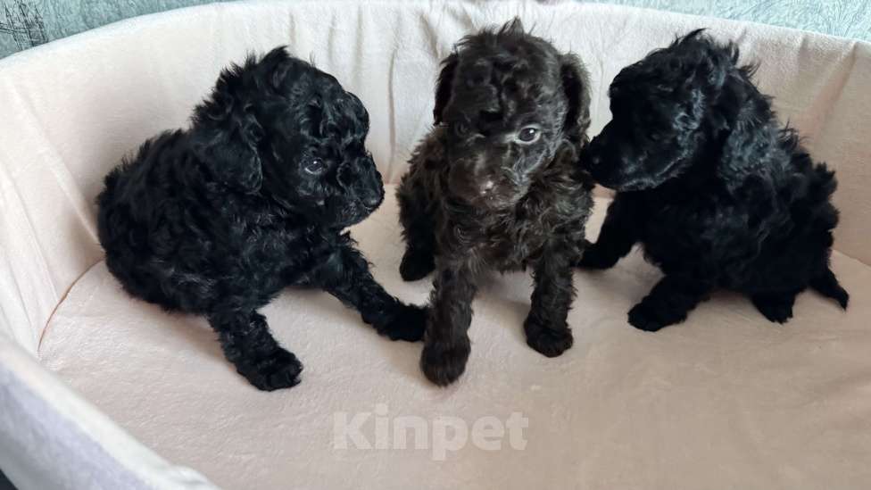 Собаки в Москве: Пудель миниатюра Мальчик, Бесплатно - фото 2