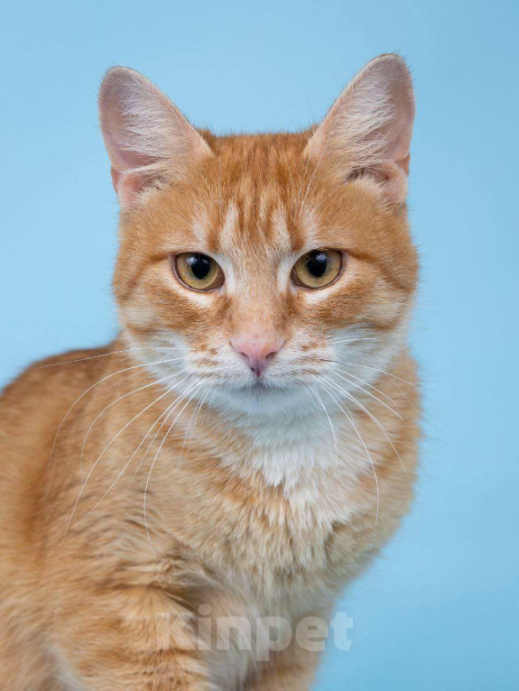 Кошки в Москве: Рыжая Морошка принесет солнышко в ваш дом Девочка, Бесплатно - фото 5