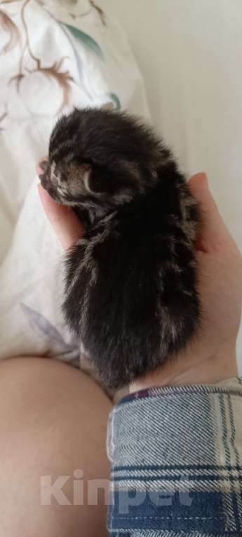 Кошки в Ивантеевке: D003 Девочка, 80 000 руб. - фото 1