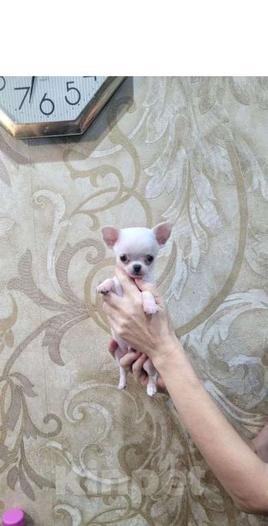 Собаки в Южном-Сахалинске: Чихуа Девочка, 35 000 руб. - фото 1