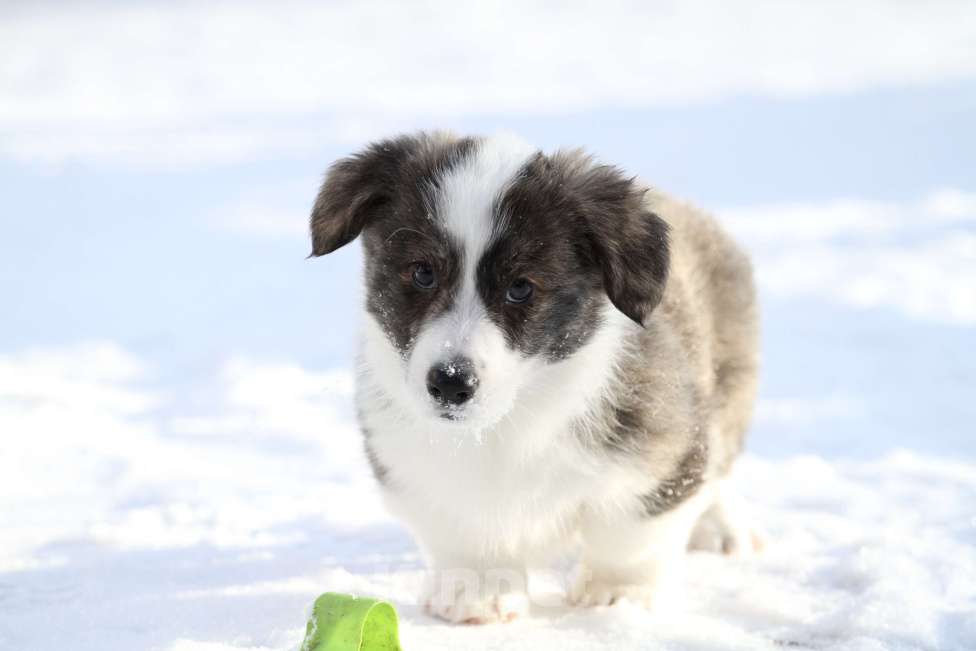 Собаки в Москве: Щенки вельш корги кардиган Мальчик, 50 000 руб. - фото 5