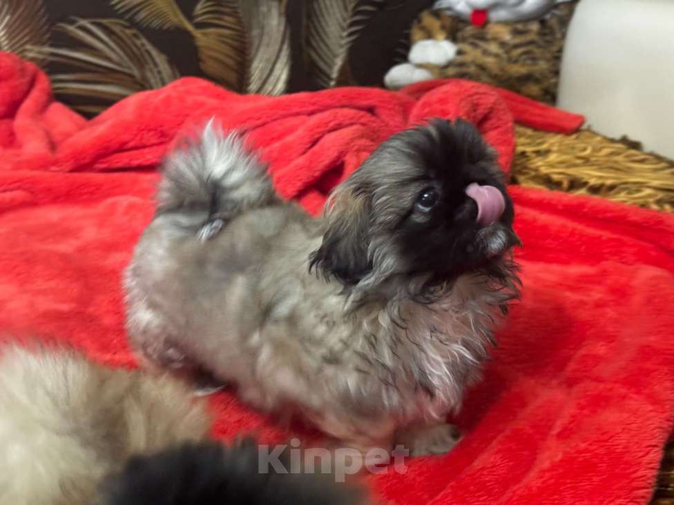 Собаки в Кургане: Щенок пекинеса Мальчик, 20 000 руб. - фото 1