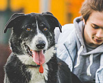 Собаки в Подольске: Одинокий приютский пес Пушок хочет найти хозяев! Мальчик, Бесплатно - фото 1