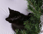 Кошки в Ливны: Очаровательные котята, 7 000 руб. - фото 2