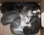 Кошки в Сыктывкаре: Котята ищут дом , Бесплатно - фото 1