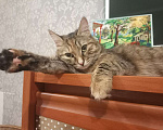 Кошки в Москве: Очаровашка кошка Варя в добрые руки Девочка, 10 руб. - фото 3