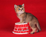 Кошки в Санкт-Петербурге: Котик скоттиш-страйт Мальчик, 25 000 руб. - фото 2