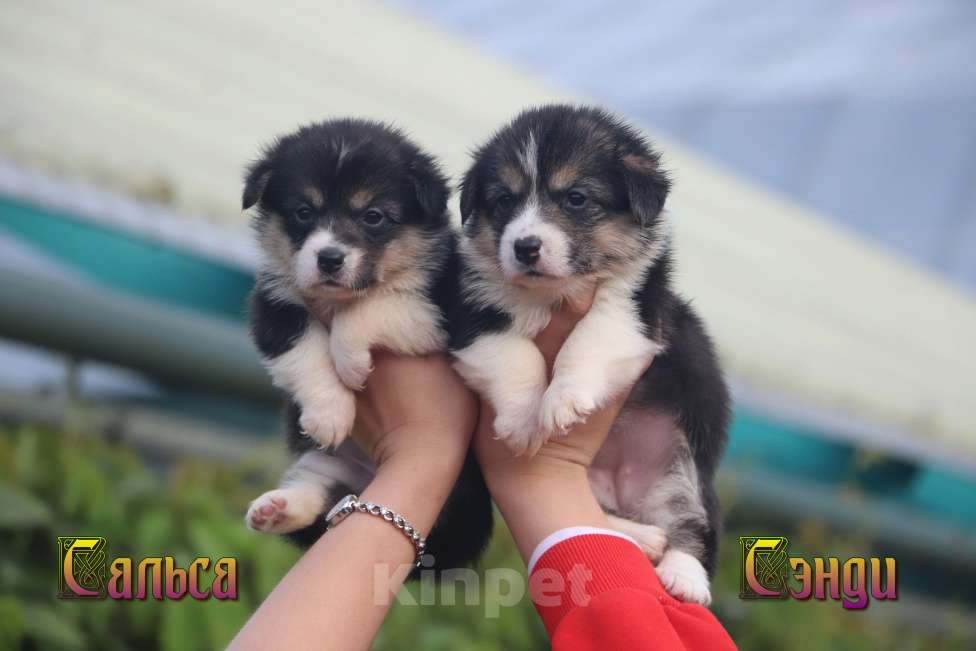 Собаки в Москве: Щенки Вельш Корги Пемброк Девочка, 45 000 руб. - фото 5