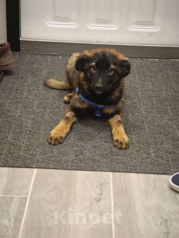 Собаки в Москве: Девочка с умными глазами Пуша 3,5 месяца ищет дом  Девочка, Бесплатно - фото 4