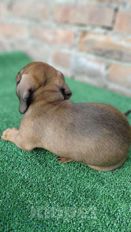 Собаки в Искитиме: Щенок карликовой таксы Мальчик, 20 000 руб. - фото 2