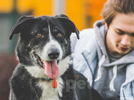 Собаки в Подольске: Одинокий приютский пес Пушок хочет найти хозяев! Мальчик, Бесплатно - фото 1