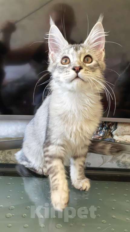 Кошки в Краснодаре: ПАНДОРА  Девочка, 50 000 руб. - фото 6