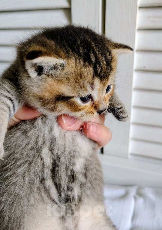 Кошки в Москве: Котёнок Том ищет дом! Мальчик, Бесплатно - фото 2