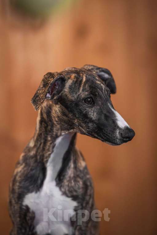 Собаки в Раменском: Уиппет щенок Девочка, 130 000 руб. - фото 5