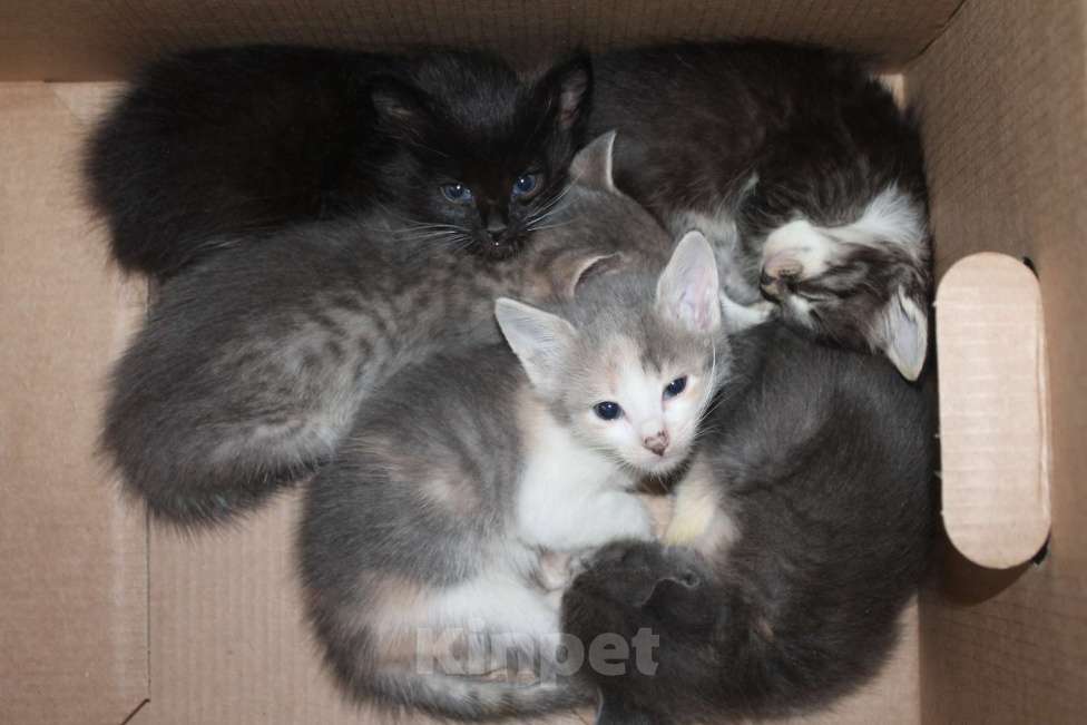 Кошки в Сыктывкаре: Котята ищут дом , Бесплатно - фото 1