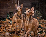 Собаки в Москве: Кобра, Эфа и Анаконда ищут семью Девочка, 10 руб. - фото 1