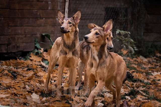 Собаки в Москве: Кобра, Эфа и Анаконда ищут семью Девочка, 10 руб. - фото 1