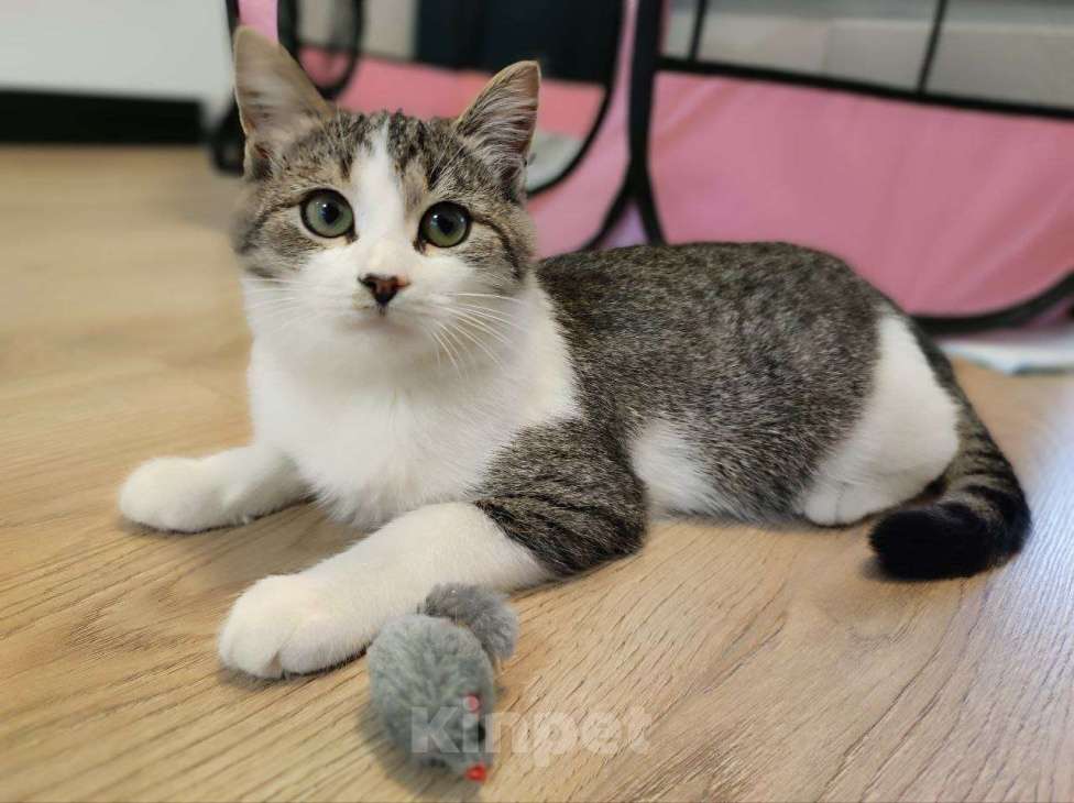 Кошки в Москве: Котенок стесняшка Мальчик, Бесплатно - фото 5