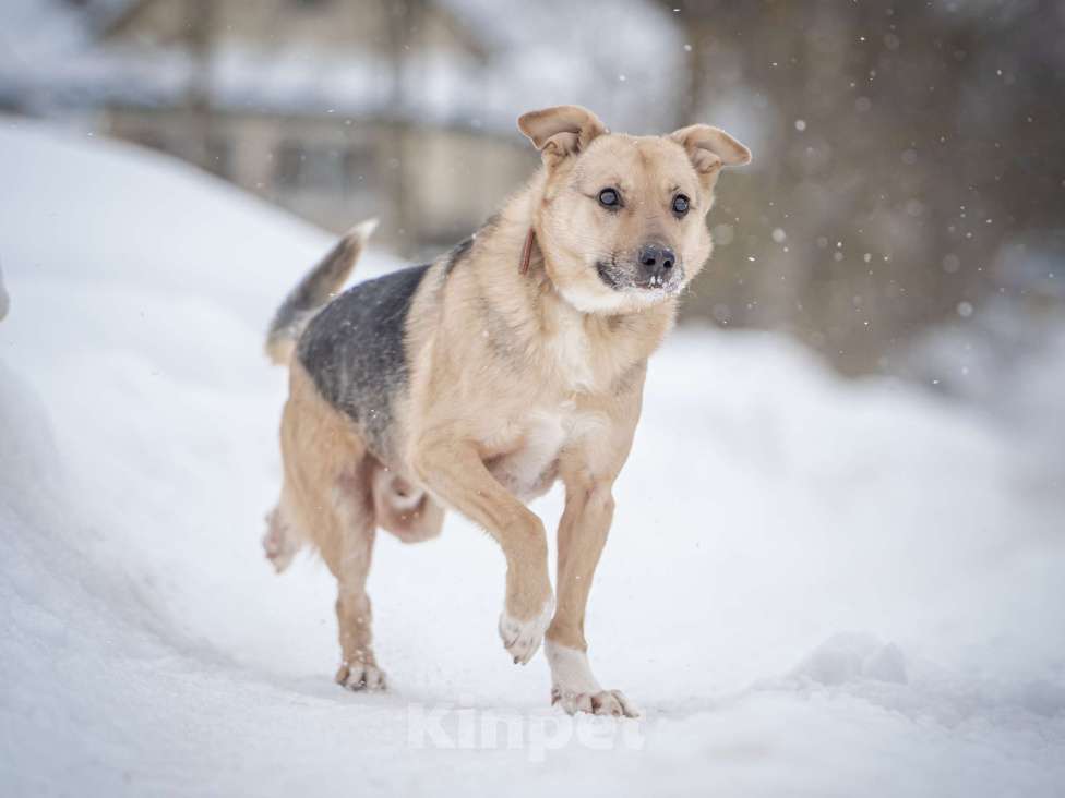 Собаки в Москве: Собака улыбака Джонни ждет своего родного человека, свою семью! Мальчик, Бесплатно - фото 8