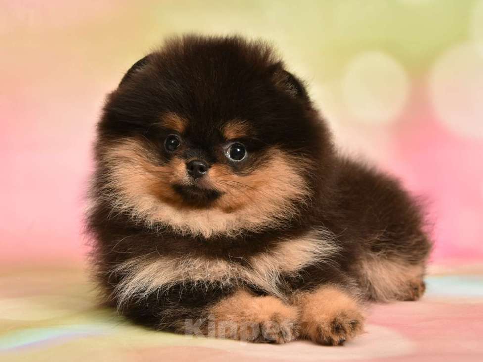 Собаки в Москве: Шпиц померанский карликовый девочка (красотка)  Девочка, 50 000 руб. - фото 5