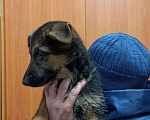 Собаки в Москве: ЭЛИТНЫЕ ЩЕНКИ от заводчика Мальчик, 50 000 руб. - фото 1