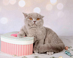 Кошки в Мурином: Британская кошечка лилового окраса Девочка, 9 000 руб. - фото 4