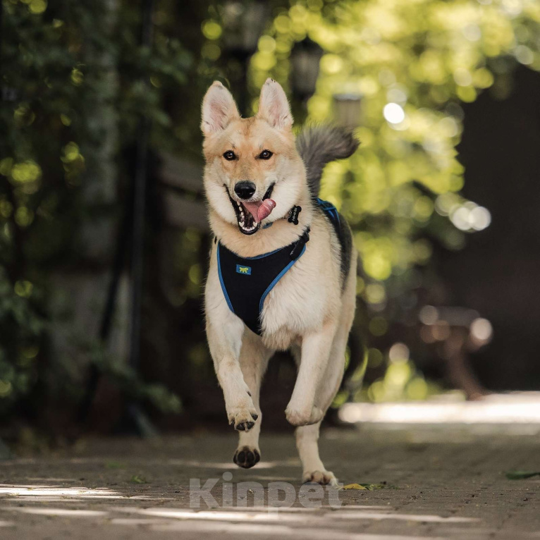 Собаки в Москве: Лилу Девочка, Бесплатно - фото 3