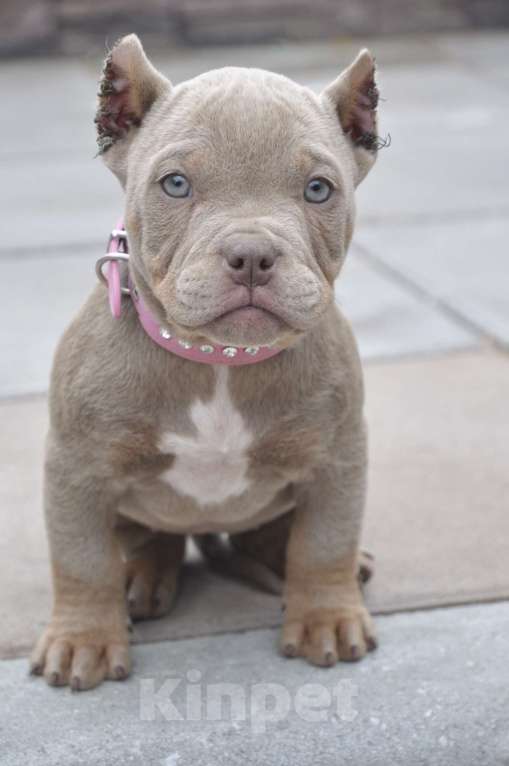 Собаки в Москве: Красотка американский булли Девочка, 80 000 руб. - фото 4